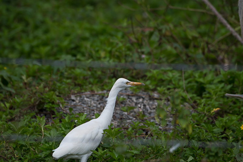 Oostelijke Koereiger